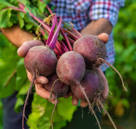 
Agro Focus International (Imported Agricultural Seeds, High-Yield Crop Seeds, Hybrid & Certified Seeds, Vegetable & Fruit Seeds for Sri Lanka, Seed Import & Distribution, Agricultural Machinery Imports, Modern Farming Equipment, Farm Mechanization Solutions, Trusted Agri-Technology Partner)
