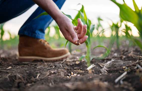 
Agro Focus International (Imported Agricultural Seeds, High-Yield Crop Seeds, Hybrid & Certified Seeds, Vegetable & Fruit Seeds for Sri Lanka, Seed Import & Distribution, Agricultural Machinery Imports, Modern Farming Equipment, Farm Mechanization Solutions, Trusted Agri-Technology Partner)
