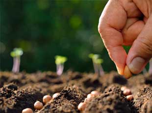 
Agro Focus International (Imported Agricultural Seeds, High-Yield Crop Seeds, Hybrid & Certified Seeds, Vegetable & Fruit Seeds for Sri Lanka, Seed Import & Distribution, Agricultural Machinery Imports, Modern Farming Equipment, Farm Mechanization Solutions, Trusted Agri-Technology Partner)
